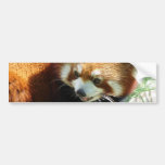 red panda, panda, red panda bear, bear, bears, red panda bears, panda bear, mammal, animal, wildlife, wild animal, wild life, china, chinese panda, china panda, chinese panda bear, chinese, animals, mammals, panda photo, panda photograph, giant panda photo, red panda photograph, red bear photo, red bear photograph, wild, other mammals