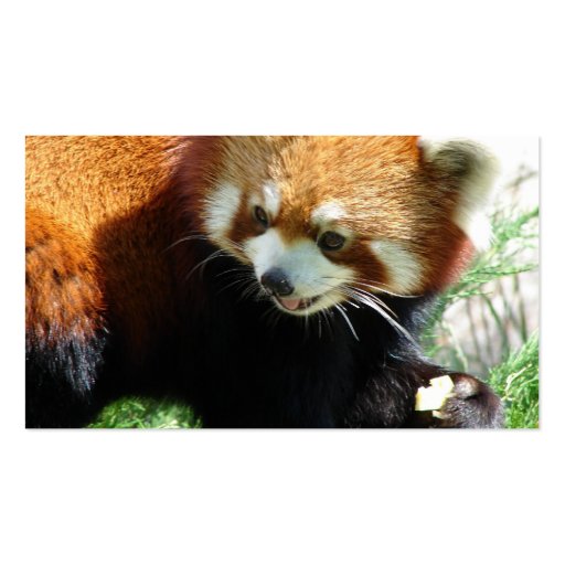 Cute Red Panda Bear Business Card (back side)