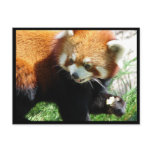 Cute Red Panda Bear Postcard