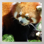red panda, panda, red panda bear, bear, bears, red panda bears, panda bear, mammal, animal, wildlife, wild animal, wild life, china, chinese panda, china panda, chinese panda bear, chinese, animals, mammals, panda photo, panda photograph, giant panda photo, red panda photograph, red bear photo, red bear photograph, wild, other mammals
