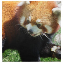Cute Red Panda Bear Set of Four Napkins