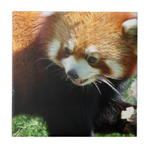 Cute Red Panda Bear Tile