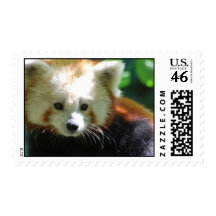 Cute Red Panda Postage Stamp