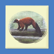 Cute Red-Ruffed Lemur Red Fur White Neck Fridge Magnet