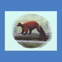 Cute Red-Ruffed Lemur Red Fur White Neck Post Cards
