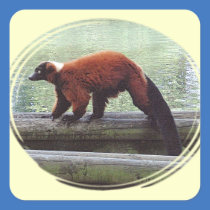 Cute Red-Ruffed Lemur Red Fur White Neck Stickers