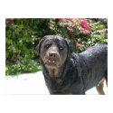 Cute Rottie. Good Rottie posters