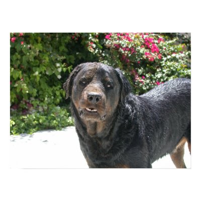 Cute Rottie. Good Rottie Poster by donnythed