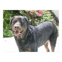 Cute Rottie posters by donnythed Cute Rottie posters