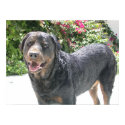 Cute Rottie posters