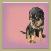 Cute Rottweiler Birthday invitations