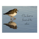 Cute Sadpiper Bird Motivational Postcard