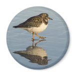 Cute Sandpiper Bird Magnet