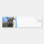 Cute Schnauzer  Bumper Sticker