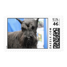 Cute Schnauzer Postage Stamp