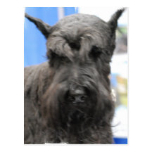 Cute Schnauzer Postcard