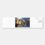 Cute sea lion pup bumper sticker