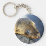 Cute sea lion pup key chain