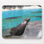 cute seal