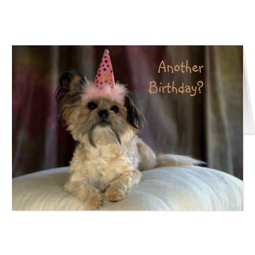 Cute Shaggy Dog Birthday Card Zazzle