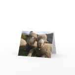 Cute Sheep Greeting Cards