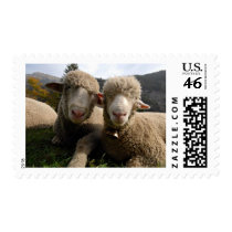 Cute Sheep postage