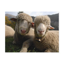 Cute Sheep Post Card