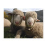 Cute Sheep Post Card