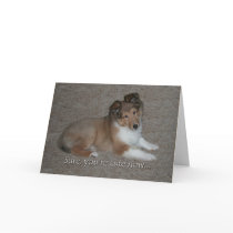 Cute Sheltie Birthday Card