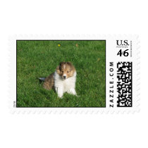Cute sheltie puppy sitting in grass-stamp