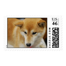Cute Shiba Inu Postage