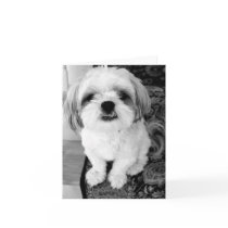 Cute Shih Tzu Note Card by pixiestick Cute Shih Tzu Note Card