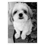 Cute Shih Tzu  Note Card