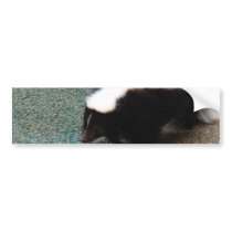 Cute Skunk Bumper Stickers