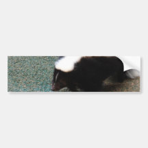 Cute Skunk Bumper Stickers