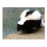 Cute Skunk Postcard