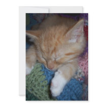 Cute Sleeping Kitten Personalized Announcement