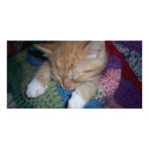 Cute Sleeping Kitten Photo Card