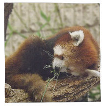 Cute Sleeping Red Panda w/ Food in Its Mouth Napkins