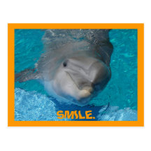 Cute smiling dolphin postcards