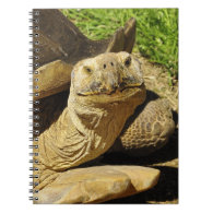 Cute Smiling Tortoise Photograph Notebook