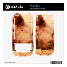 Cute Sow with Piglets Palm Pixi Decal