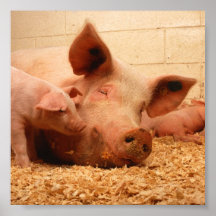 Cute Sow with Piglets Posters