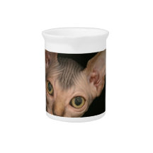 Cute sphynx kitten pitchers