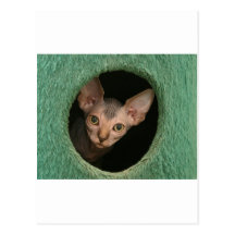Cute sphynx kitten post card