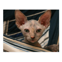 Cute sphynx kitten post cards