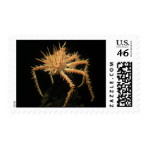 Cute Spiny Crab In The Aquarium At California Stamps