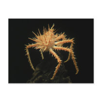 Cute Spiny Crab In The Aquarium At California Postcards
