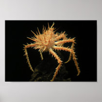 Cute Spiny Crab In The Aquarium At California Poster