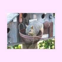 Cute Squirrel Eating From Birdhouse Canvas Art canvas prints